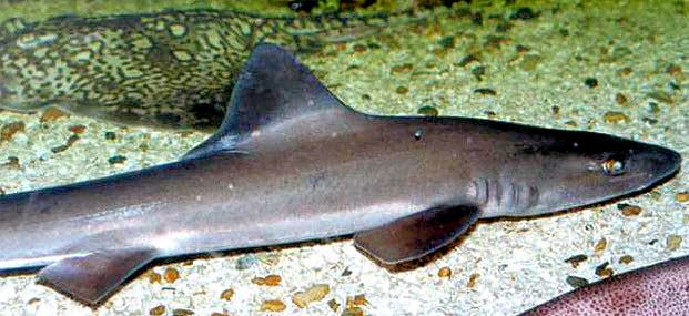 Mustelus mustelus_08.jpg